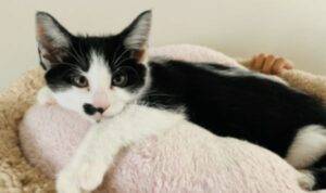 Stunning tuxedo cat for adoption in calgary – supplies included – adopt oreo