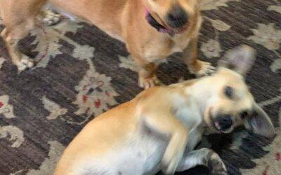 Adorable chiweenies for adoption in conroe, texas- meet half pint & lil bit