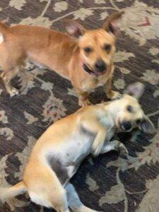 Chiweenies For Adoption In Conroe Texas