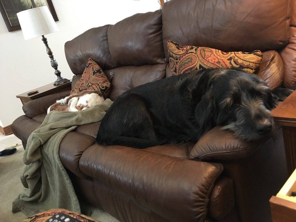 Adopted – norman goldendoodle black lab mix dog canton oh