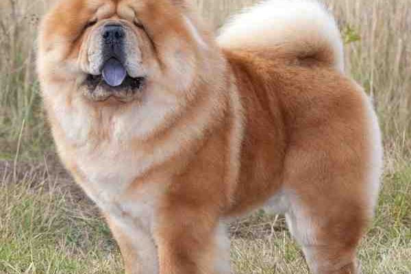 Chow Chow Dog Picture