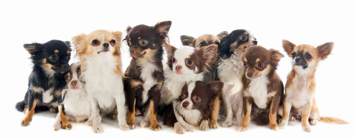 Group of Chihuahuas