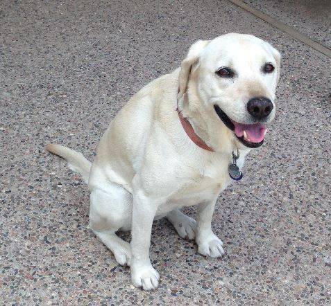 Labrador Retriever Rehoming Success Story – Vanilla – Albuquerque NM