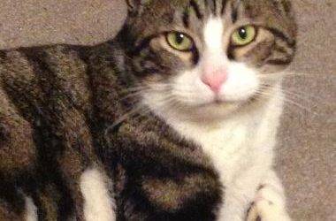 Amazing senior tabby cat for private adoption boise idaho – adopt cuddly vera