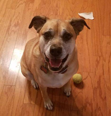 Adorable lab mix dog for adopted near atlanta ga – meet vida