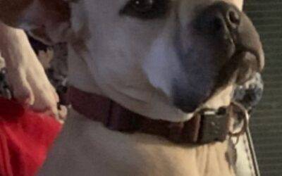 American Pit Bull Terrier – Boxer mix Dog For Adoption in Lockbourne Ohio