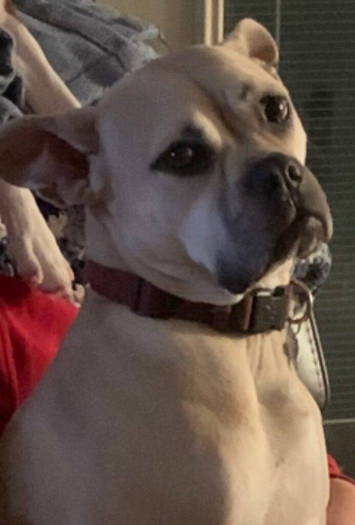 American pit bull terrier boxer mix dog for adoption near columbus ohio