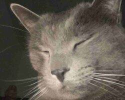 Vinchi russian blue mix cat adoption tulare ca (7)