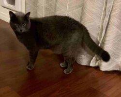 Vinchi russian blue mix cat adoption tulare ca (7)