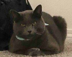Vinchi russian blue mix cat adoption tulare ca (7)