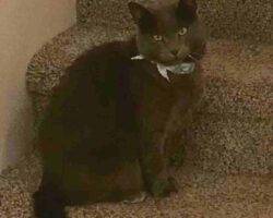 Vinchi russian blue mix cat adoption tulare ca (7)