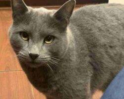 Vinchi russian blue mix cat adoption tulare ca (7)
