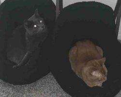 Vinchi russian blue mix cat adoption tulare ca (7)