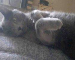 Vinchi russian blue mix cat adoption tulare ca (7)