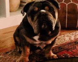 Vinnie english bulldog adoption valley glen ca (6)