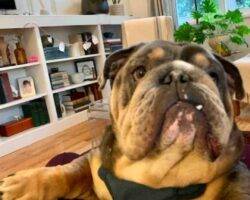 Vinnie english bulldog adoption valley glen ca (6)