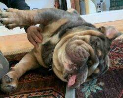 Vinnie english bulldog adoption valley glen ca (6)
