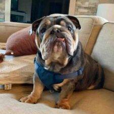 Vinnie English Bulldog Adoption Valley Glen CA (6)