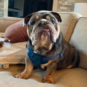 Adopted – amazing cocoa english bulldog in valley glen ca – meet vinnie