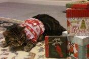 Violet - Female Tabby Cat For Adoption Raleigh NC