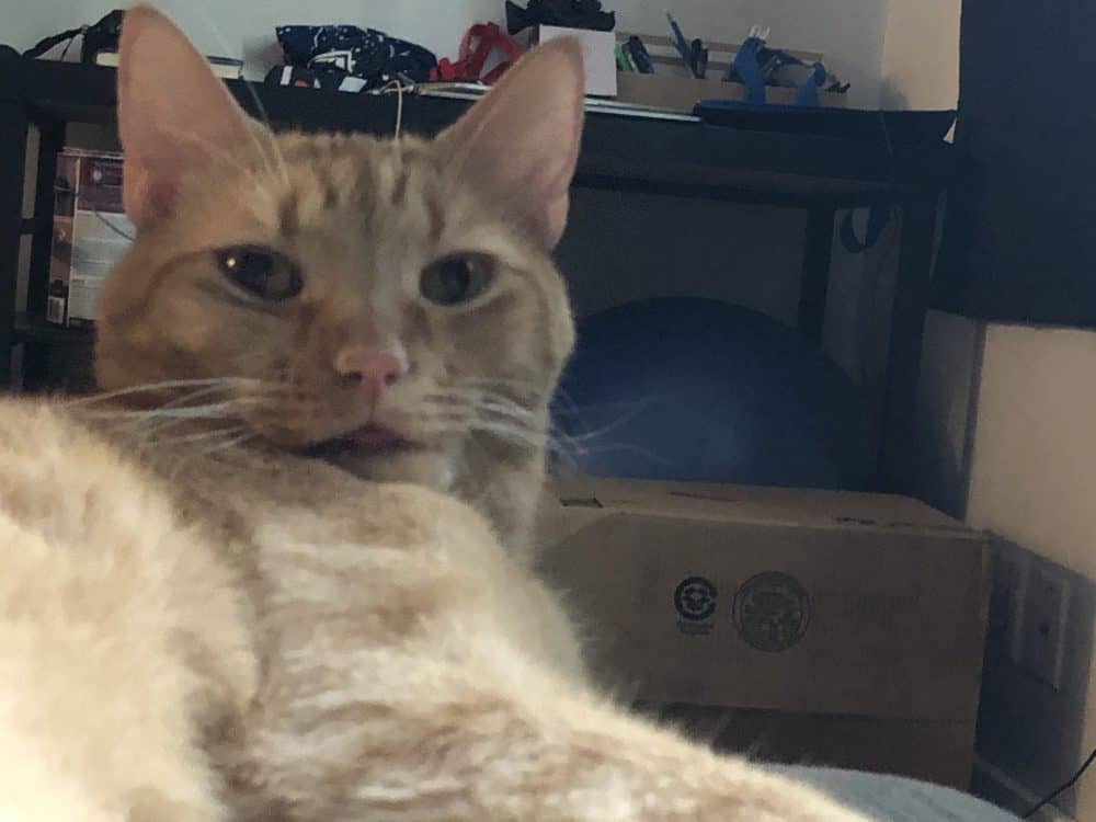 Kailua HI – Orange Tabby Cat For Private Adoption – Meet Vladimir
