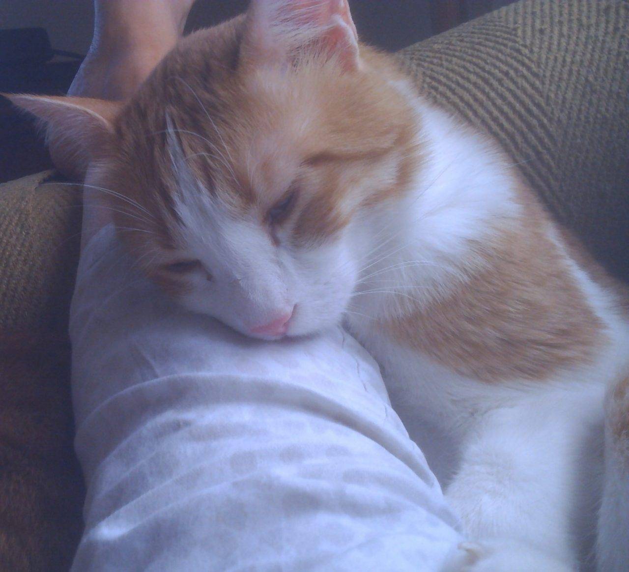 Tom - Orange and White Tabby Cat For Rehoming in Atlanta Georgia