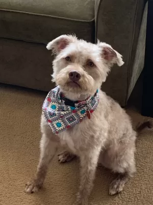Miniature Schnauzer Mix Dog For Adoption In Marietta Georgia – Meet Wally