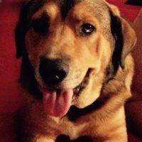 Watson – Super Sweet German Shepherd Mix For Loving Home In League City Texas – All Supplies Included