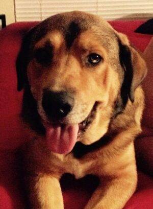Watson – Super Sweet German Shepherd Mix For Loving Home In League City Texas – All Supplies Included