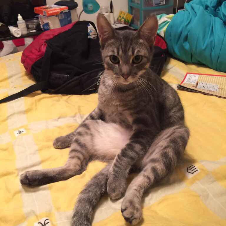 Grey Tabby Cat For Adoption in Atlanta Georgia GA – Adopt Sushi – a 3 YO Male Dilute Tabby Cat Today