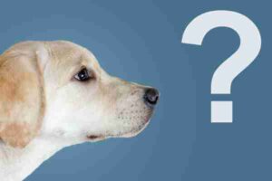 Photo of a Lab Puppy staring at a floating question mark to demonstrate that we have a chat page where we answer questions about our pet rehoming services. It reads "Questions about rehoming a dog or cat? Chat with a team member now.