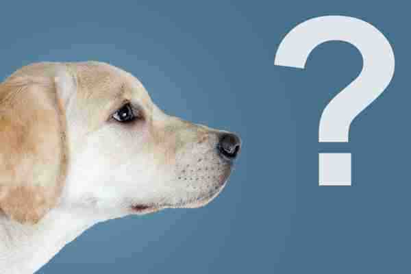 Photo of a Lab Puppy staring at a floating question mark to demonstrate that we have a chat page where we answer questions about our pet rehoming services.