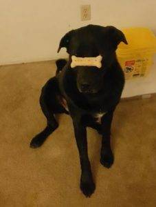 Seattle pet rehoming network review from yen and weedi