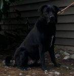 Weedi - Lab Mix For Rehoming Seattle