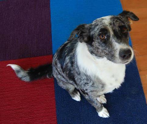 Weezie - Australian Shepherd Mix Dog For Adoption in Austin, Texas 2