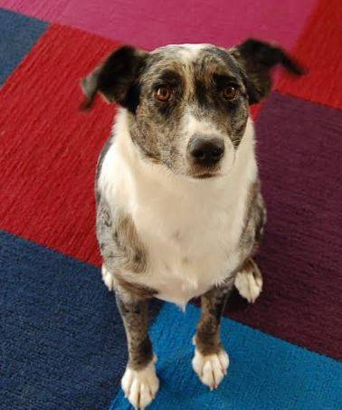 Weezie - australian shepherd mix dog for adoption in austin, texas 2
