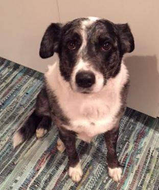 Weezie - australian shepherd mix dog for adoption in austin, texas 2