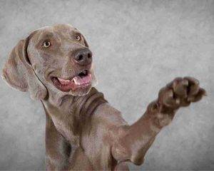 Cute photo of a weimaraner dog offering his paw