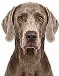 Weimaraner large dog breed portrait for adoption and rehoming