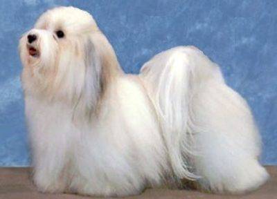 Well groomed havanese dog