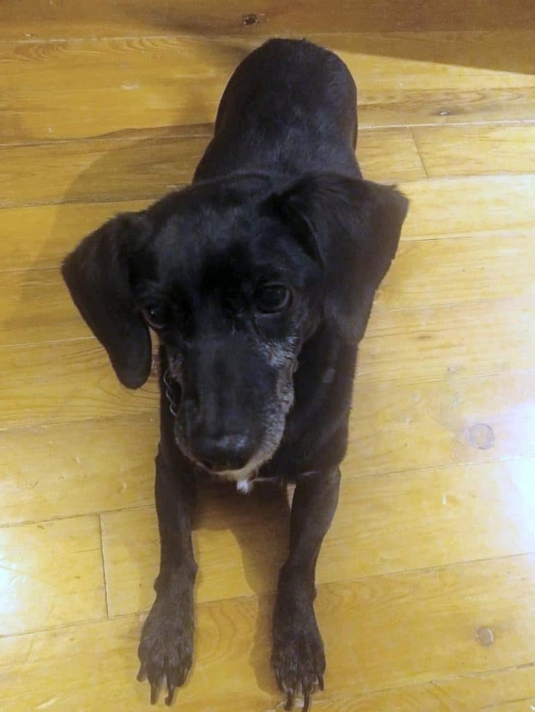 Wendy - dachshund rehomed in denver colorado 7