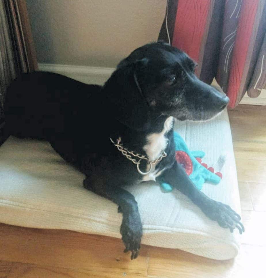 Wendy - dachshund rehomed in denver colorado 7