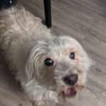 West Highland White Terrier Rehoming