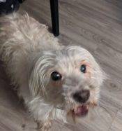 West Highland White Terrier Adoption Sacramento 4