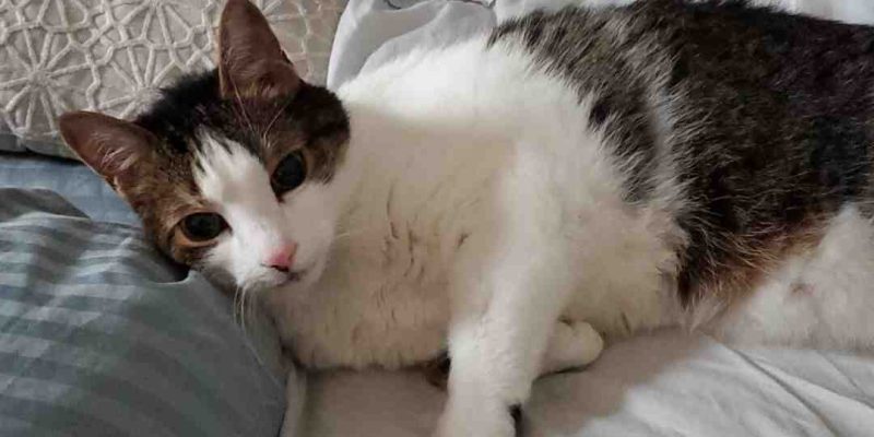 Charlie is a very special white and tabby cat for adoption in Concord, near Toronto Ontario. Here, he is lying in his owners bed, waiting for cuddles.