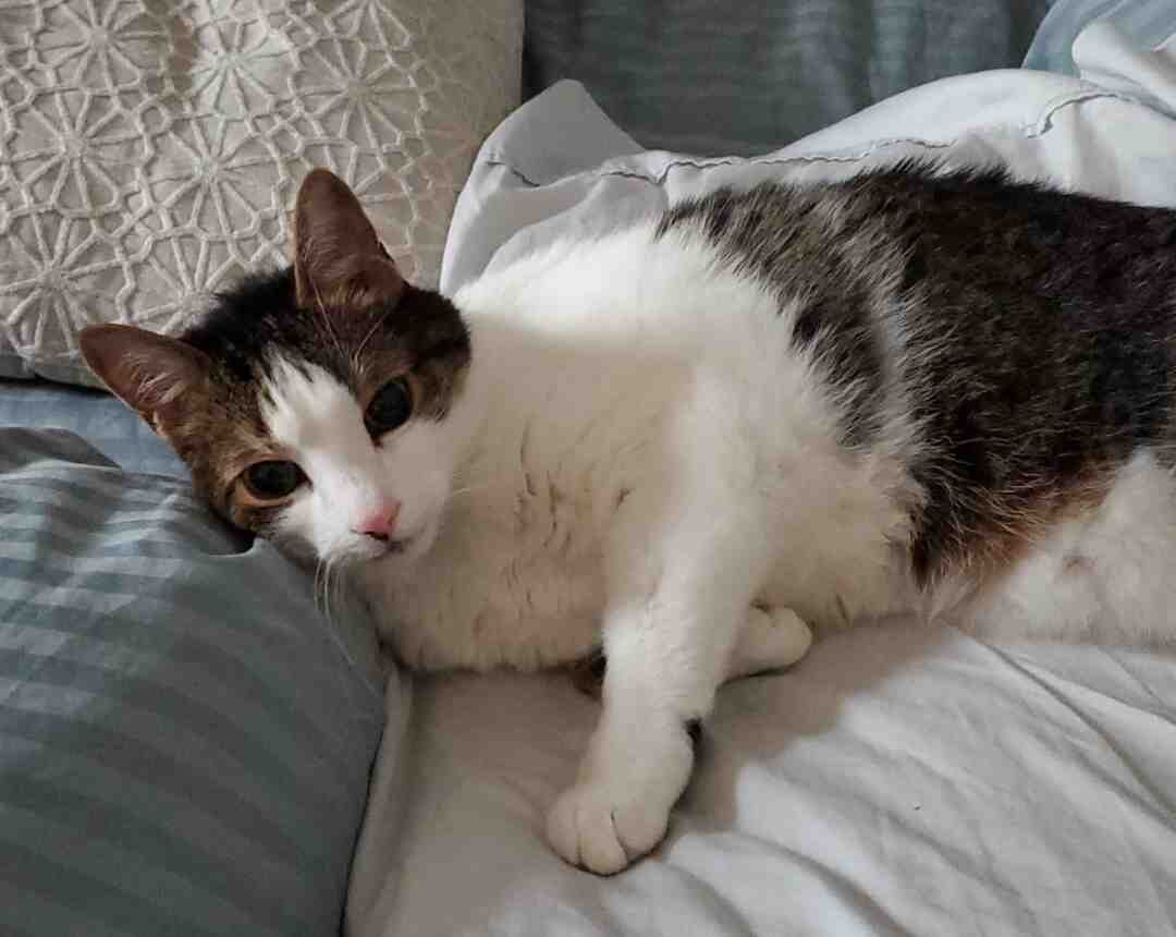 Charlie is a very special white and tabby cat for adoption in Concord, near Toronto Ontario. Here, he is lying in his owners bed, waiting for cuddles.