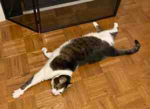 Charlie is a very special white and tabby cat for adoption in concord, near toronto ontario. Here, he is stretched out in front of the fireplace in his home.