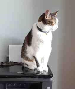 Charlie is a very special white and tabby cat for adoption in concord, near toronto ontario. Here, he sitting on top of the photocopier.