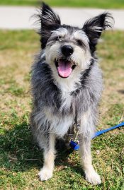 Special Needs Pomeranian Mix Dog For Adoption In Edmonton AB – Meet Sam