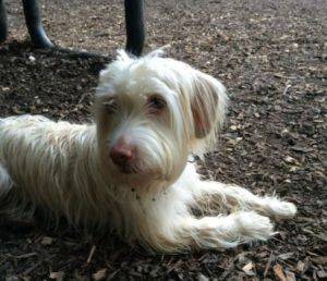 Wheaton terrier mix for adoption in decatur